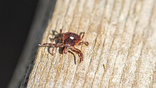 tick on wood outside