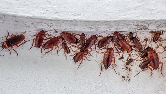 cockroaches in home