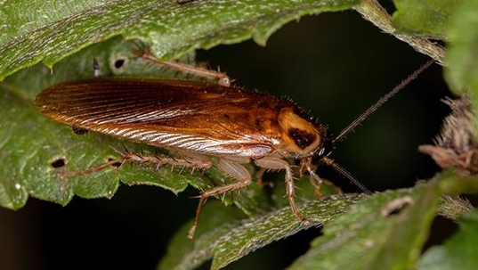 a german cockroach on a plant leaf
