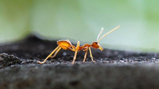 fire ant searching for food