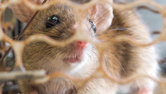 house mouse in a trap