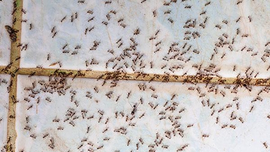 ants on a tile floor