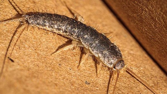 silverfish on paper