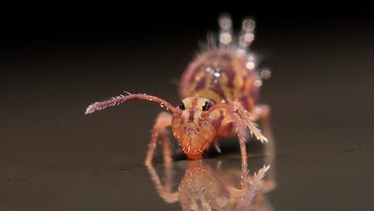 springtails up close