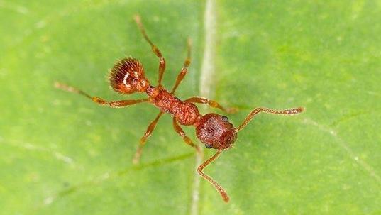 fire ant crawling on a leaf
