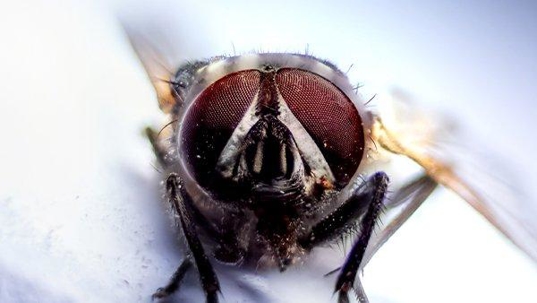 a house fly in a kitchen