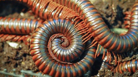 millipedes in a garden