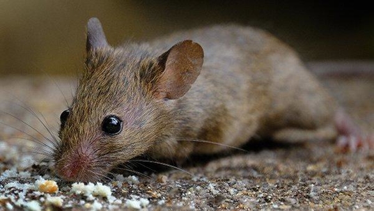 a mouse looking for food in a fort worth home