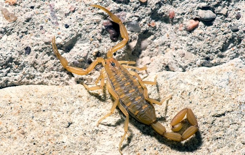 a scorpion crawling outside a home