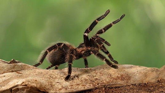 tarantula on a rock
