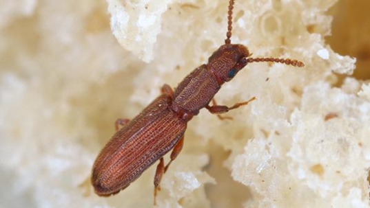 up close image of a grain beetle in a pantry