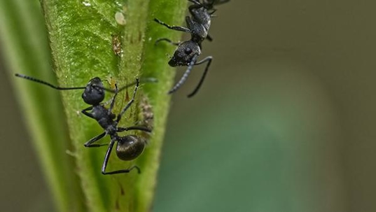 odorous house ant on grass