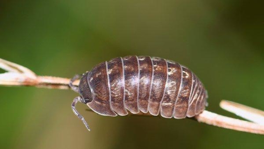 a pill bug on a plant