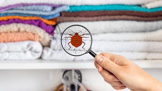 spotting fleas in home
