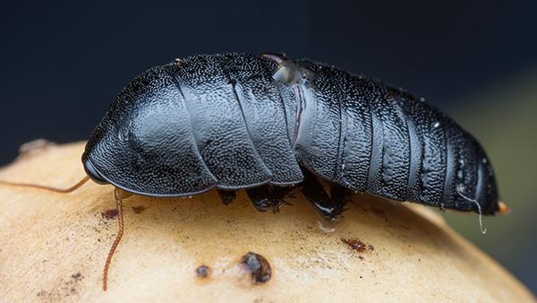 oriental cockroach