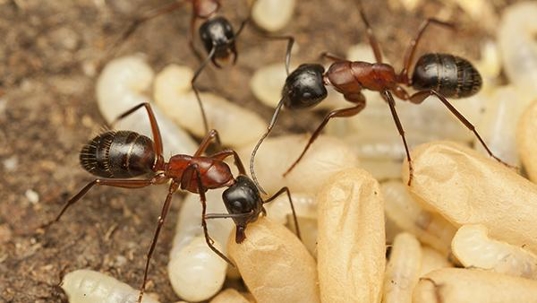 carpenter ants
