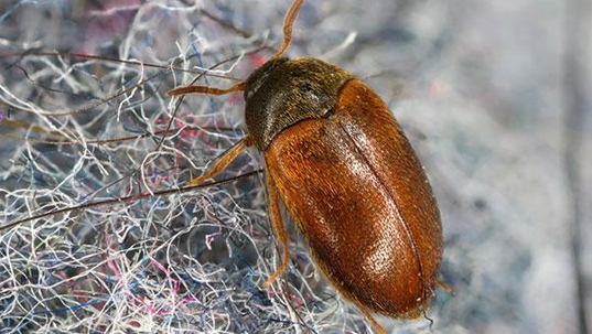 a carpet beetle inside a home