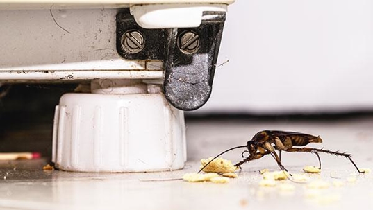 cockroach food on floor
