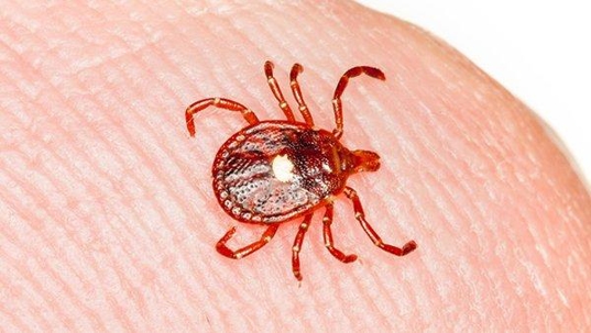a lone star tick crawling on a finger tip