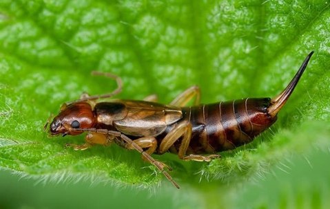 earwig on green leaf