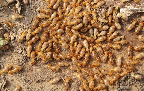 A swarm of termites, rarely seen above ground