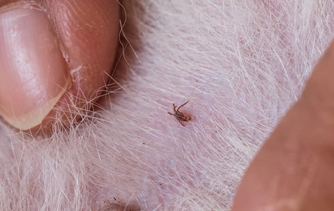 tick crawling through fur