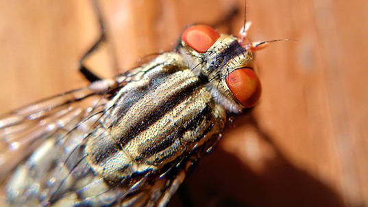 up close image of a fly on wood