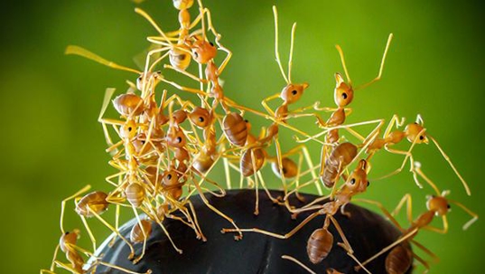 acrobat ants