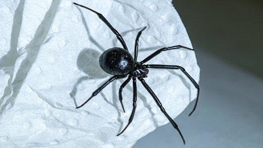 a black widow sspider crawling on paper