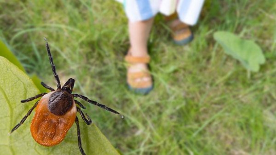 tick attempting to jump on someone