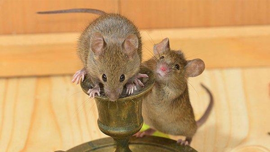 mice infesting home