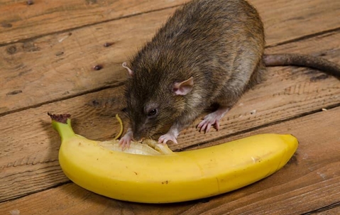 rat eating banana