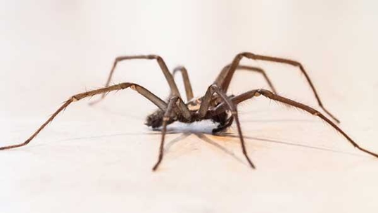 house spider in home