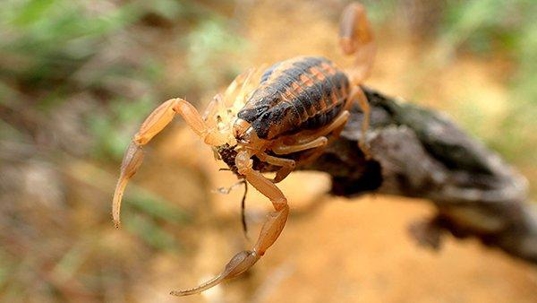 striped bark scorpion on a stick