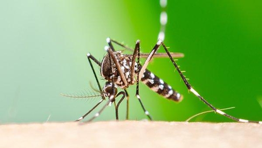 a mosquito spreading diseases with its bite