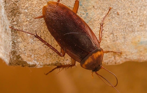 cockroach crawling in a kitchen