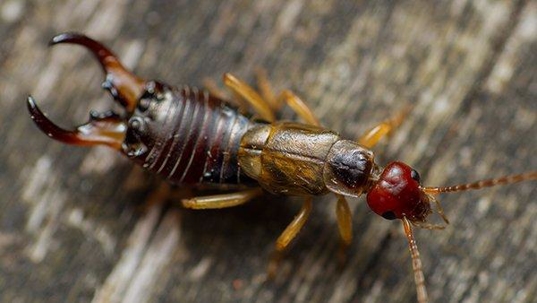 earwig on wooden deck