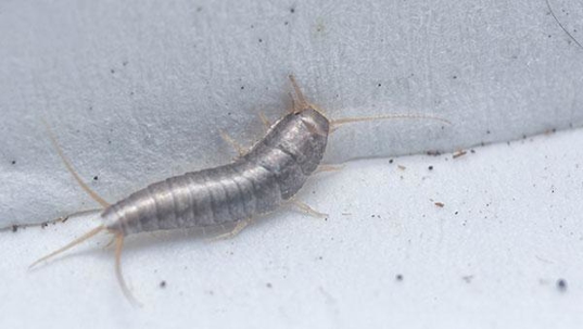a silverfish inside a home