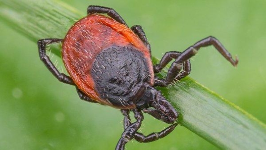 deer tick on leaf