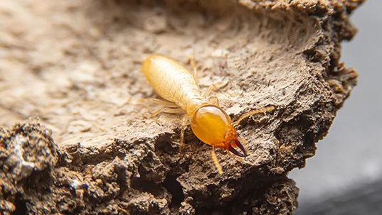 close up of termite