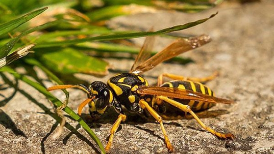 a hornet on the ground