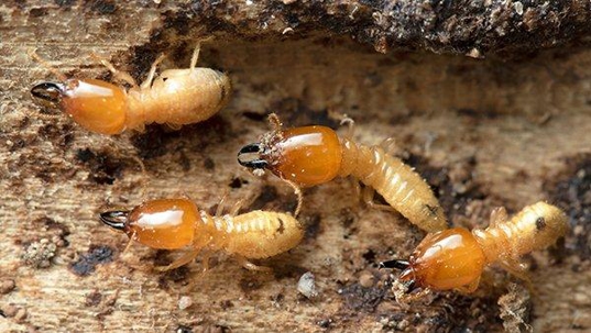 termites on wood