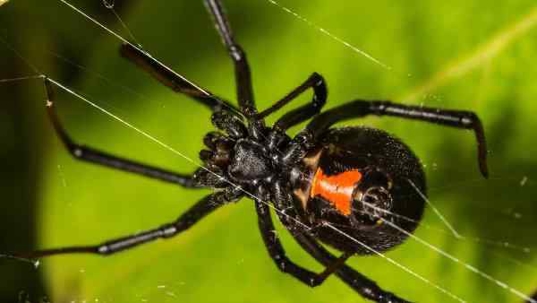 a spider on a green leaf
