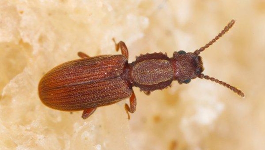 sawtooth grain beetle on food