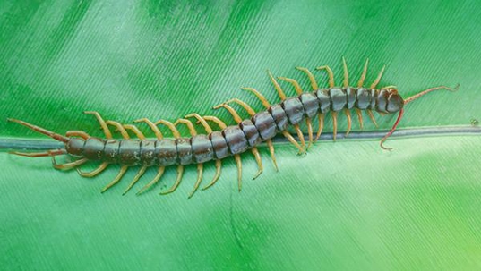 centipede on leaf