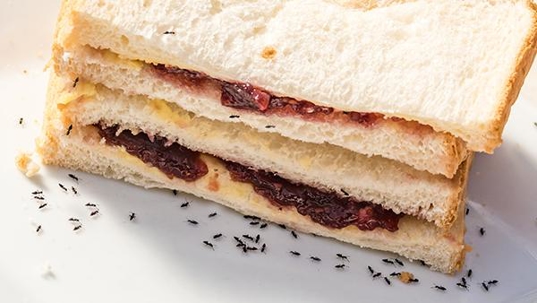 ants surrounding food in home