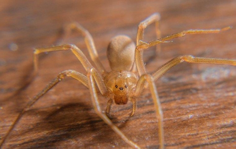 spider on desk