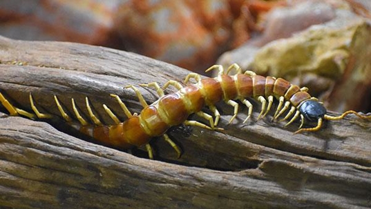 centipede on a log