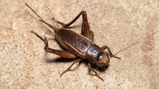 cricket crawling on tile