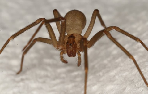 Brown recluse spider